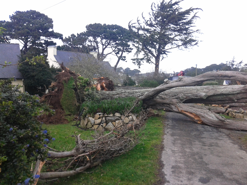 Démontage d'un arbre tombé pendant une tempête