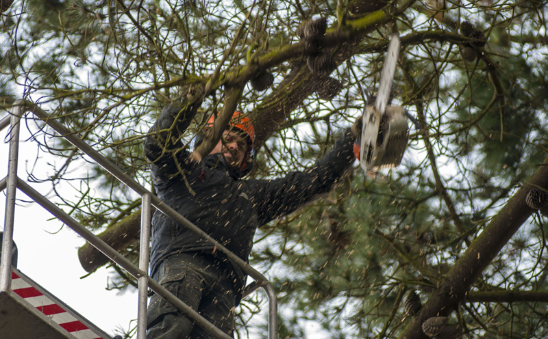 Taille des arbres par Arbor création Lézardrieux