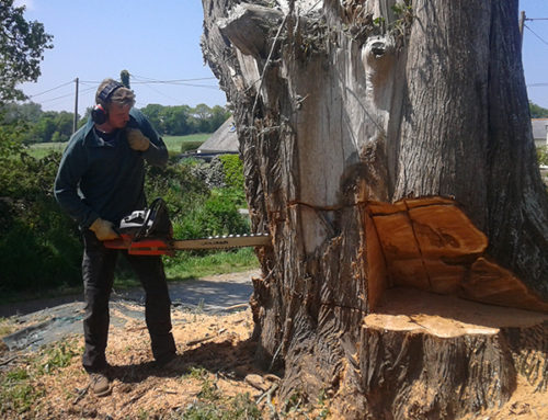 Abattage d’un arbre délicat