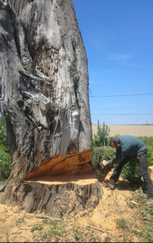 Abattage délicat d'un arbre