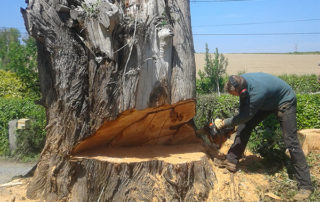 abattage d'arbre délicat dans les côtes-d'Armor 22