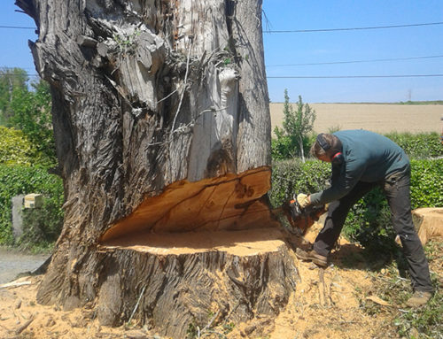 Abattage d’un arbre délicat