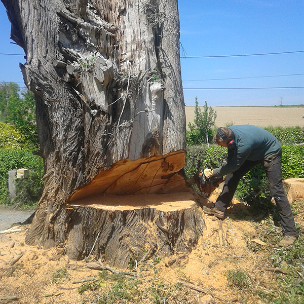 abattage d'arbre délicat dans les côtes-d'Armor 22