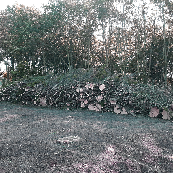 abattage d'arbre et défrichage dans les côtes-d'Armor 22