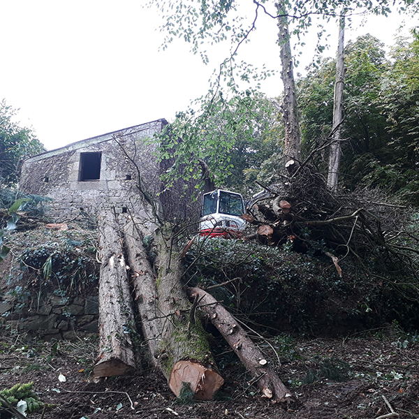 abattage d'arbre et défrichage dans les côtes-d'Armor 22