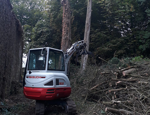 Abattage et nettoyage d’un terrain