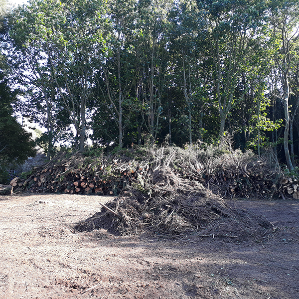 abattage d'arbre et défrichage dans les côtes-d'Armor 22