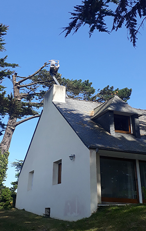 Démontage d'un arbre par Arbor Création 22