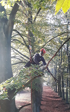 élagage dans un arbre par cordiste