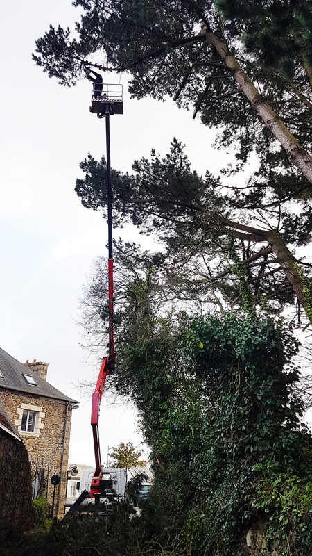 Démontage d'un arbre délicat et élagage