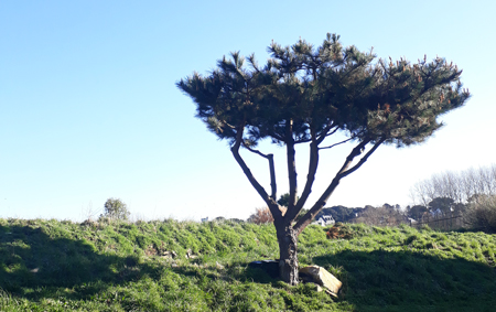 Taille de mise en forme d'un arbre par arbor création