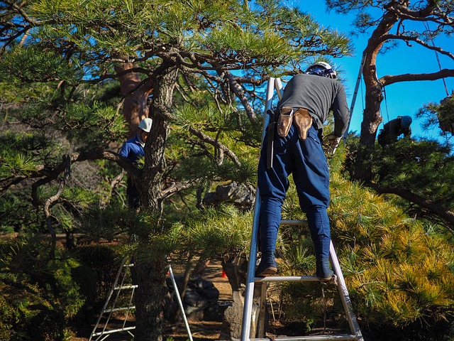 Taille d'arbres de décoration bretagne