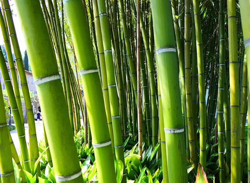 Le bambou, décoratif et protection visuelle