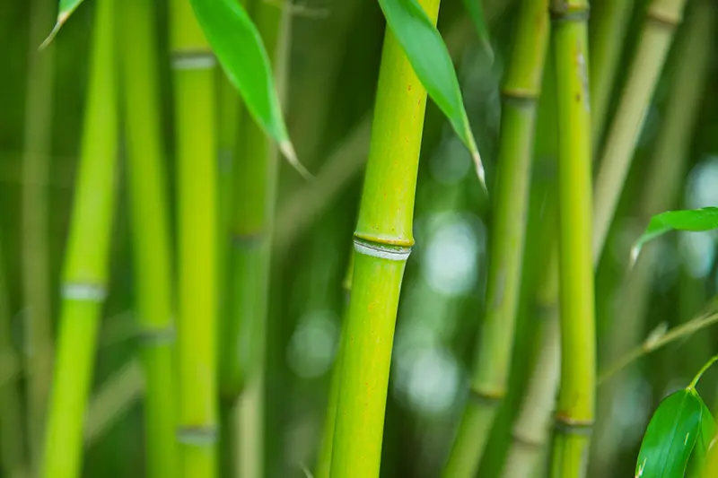 Le bambou, décoratif et protection visuelle