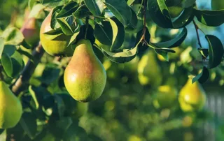 quand et comment tailler les arbre fruitiers