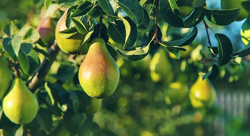 quand et comment tailler les arbre fruitiers