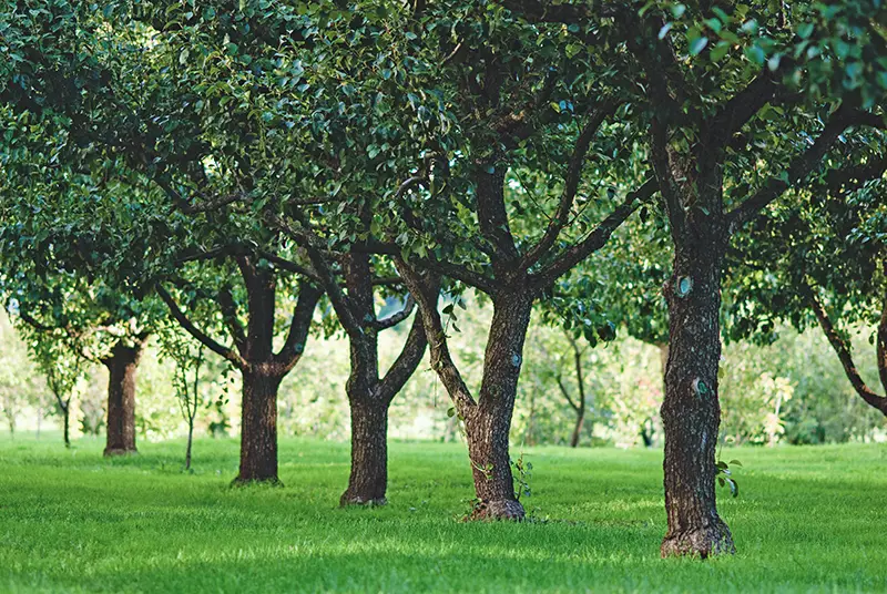 quand et comment tailler les arbre fruitiers