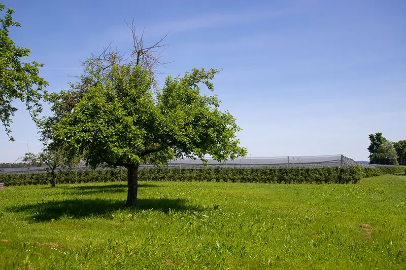 quand et comment tailler les arbre fruitiers