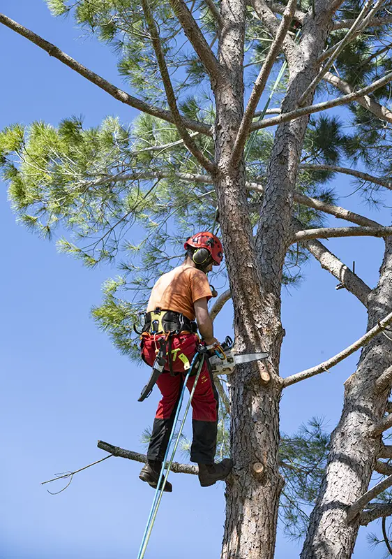 quand et comment tailler un arbre